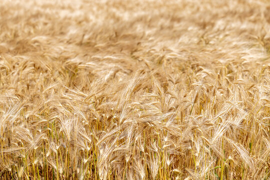 Golden grain field ready for harvest in Arcen, Limburg