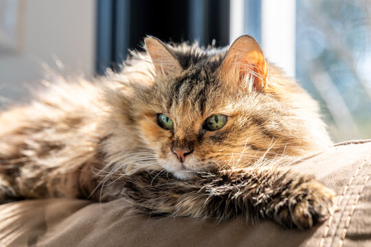 Fluffy with her beautiful green eyes enjoying the morning sun shining on her long hair.

