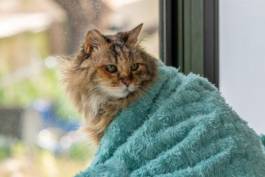 Fluffy covered in her favorite blanket.
