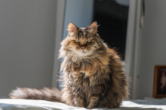 Fluffy with her beautiful green eyes enjoying the morning sun shining on her long hair.
