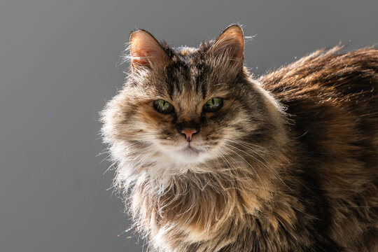Fluffy with her beautiful green eyes enjoying the morning sun shining on her long hair.

