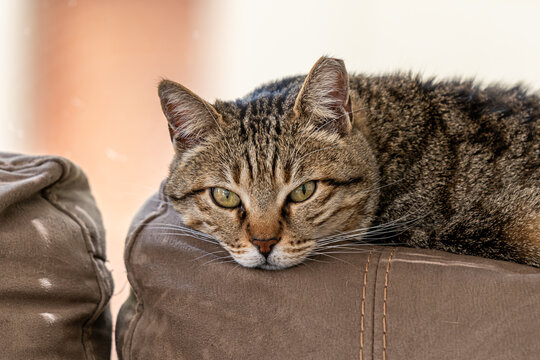 Kira a gray tabby cat with a white markings  and gold eyes enjoying a nap on the couch..
