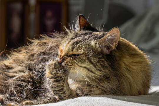 Fluffy cleaning herself in the morning with the  sun shining on her long hair.
