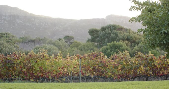 Grapevine row is gently swaying on low stone wall, light breeze shifting autumn leaves