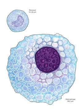 Monotzyt und Makrophage im Gr&ouml;&szlig;envergleich auf wei&szlig;em Untergrund
