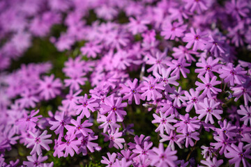 Obraz premium Beautiful pink flowers of the alpine rock garden plant Creeping phlox.