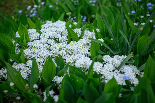 Beautiful white flowers of evergreen candytuft growing among green lily of the valley leaves.