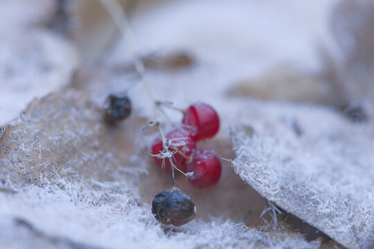 Frostbedeckte rote Beeren im Winter mit Raureif auf trockenen Bl&auml;tter