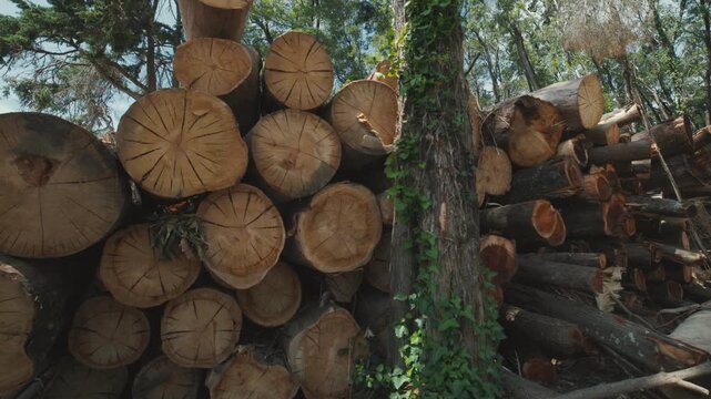 Stacked firewood logs in a lumberjack forest