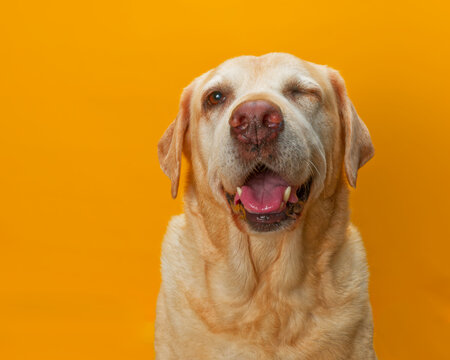 Portrait of old yellow labrador winking sat against a yellow background