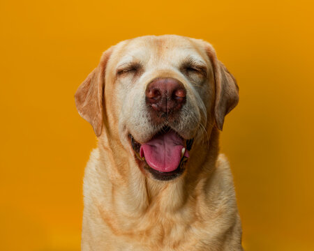 Portrait of old yellow labrador sat with eyes closed against a yellow background