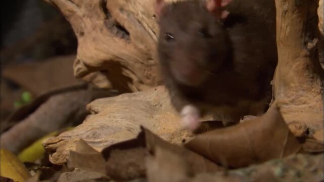Close Up View of Wild Brown Rat Sniffing and Twitching Whiskers, Pest Control Concept
