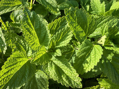 Fresh green leaves of Lemon balm, also known as Melissa Officinalis