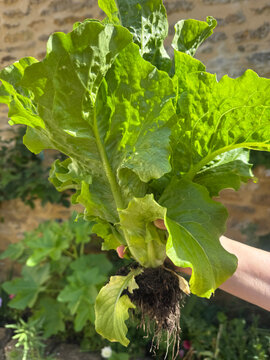 Organic, homegrown Lettuce Crisp Mint