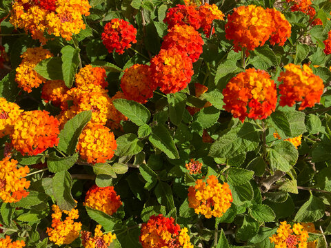 Lantana camara in flower  in summer
