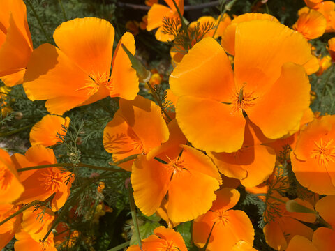 alifornia poppy, also known as Eschscholzia californica