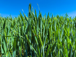 Naklejka premium Wheat field growing under a clear sky with green plants reaching upward in a sunny day during the spring season