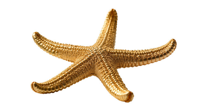 Isolated golden starfish or sea star with glittering texture and luxurious shine, marine life object