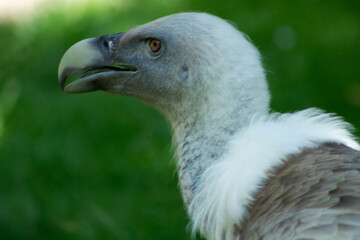 Profile portrait of a regal griffon vulture with cream-colored plumage © Marisa