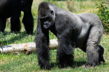 Fototapeta premium Western lowland gorilla standing on grass in a natural-style enclosure