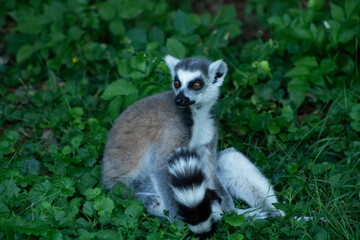 Ring-tailed lemur sitting upright among tall green grass © Marisa