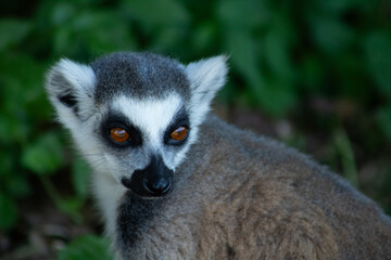 Detailed close-up portrait of a ring-tailed lemur with amber eyes © Marisa