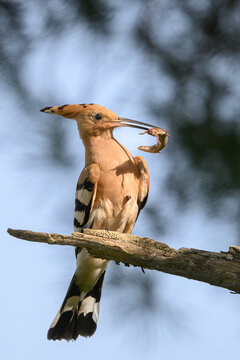 Abubilla com&uacute;n (Upupa epops)