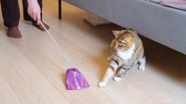 Woman Luring Cat From Under Bed With Purple Wand Toy. The scene captures the moment of transition from hiding to active play.