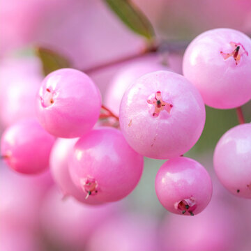 Close-up of pink winterberry fruits on a branch