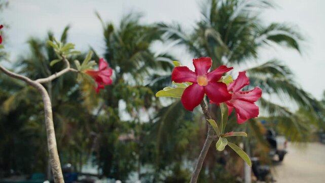 Pink adenium flowers swaying gently in the wind