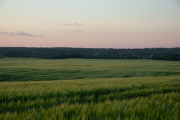 Fototapeta premium Vast green wheat field under soft evening sky. Gentle twilight gradient fading from pale orange to blue across peaceful countryside landscape with clear horizon. Scenic rural panorama