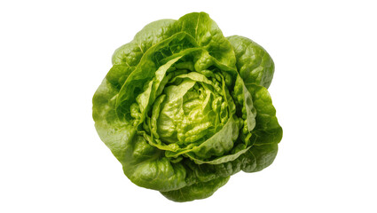 Obraz premium Isolated fresh green butter lettuce head, healthy crisp vegetable ingredient for vibrant salads
