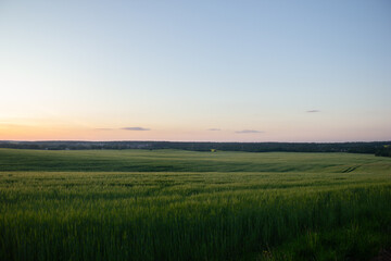 Vast green wheat field under soft evening sky. Gentle twilight gradient fading from pale orange to blue across peaceful countryside landscape with clear horizon. Scenic rural panorama © fomalgaut