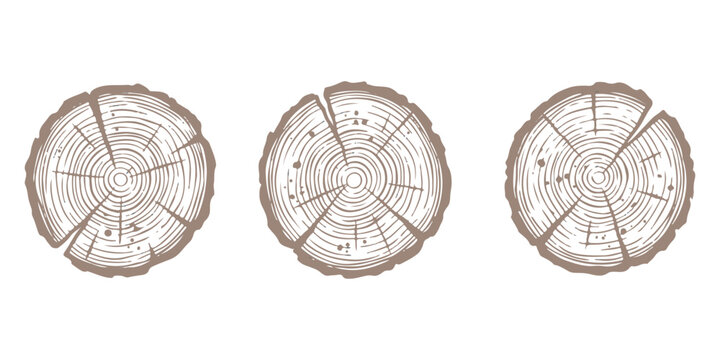 Three round tree log cross sections with wood grain rings and bark texture