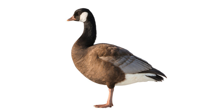 Isolated Cackling Goose standing in profile with dark brown feathers and a white cheek patch