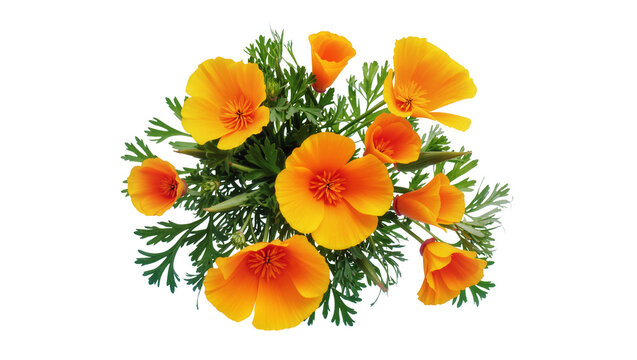 Isolated vibrant orange and yellow California poppies with green leaves, fresh flower bouquet