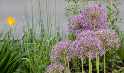 Obraz premium Beautiful purple allium flowers blooming in the garden, close up of ornamental onion globes with yellow daylily flower on a green background, seasonal summer gardening concept