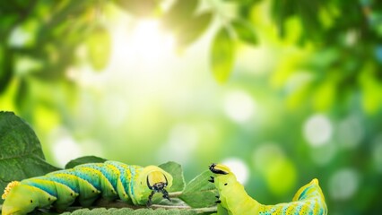 Green caterpillar crawling on a green leaf © BillionPhotos.com