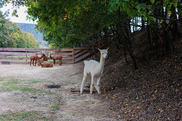 Naklejka premium Curious White Alpaca Walking Along Woodland Edge With Herd At Rustic Farm Fence