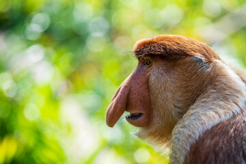 Naklejka premium Close up portrait of male proboscis monkey in profile. Macro profile view of an adult wild nasalis larvatus monkey showing its big unique nose with green nature background, Borneo island, Malaysia