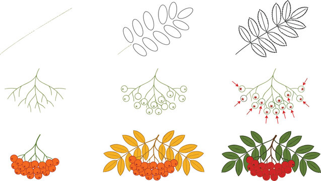 Rowan berry branch drawing tutorial with step by step botanical illustration process for children education nature worksheets and creative design projects
