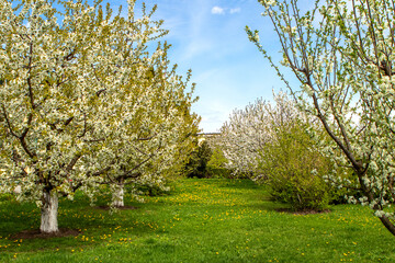 Fototapeta premium Sunlit orchard with white blossom trees and green grass on a clear spring day