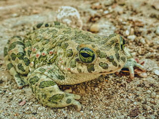 Obraz premium Green toad on the ground. Close-up of a green toad.