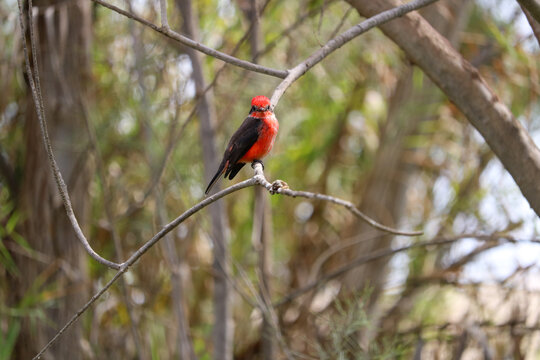 Scarlet Flycatcher in the Oasis