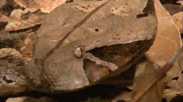 Macro Portrait of Gaboon Viper Face Showing Highly Detailed Geometric Camouflage Scales