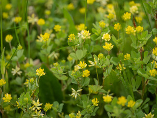 Obraz premium Lesser trefoil with tiny yellow flowers.