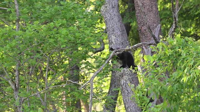 Black Bear Cubs in Tree