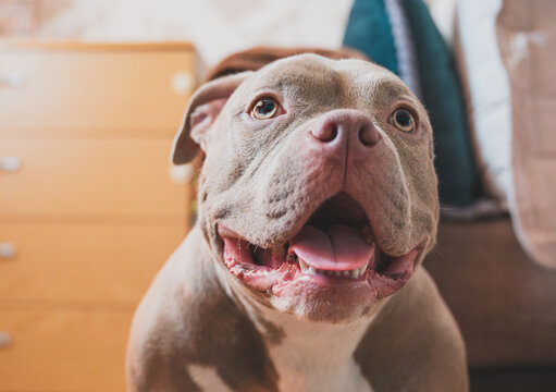 An American Bully dog indoors, looking upward with an open mouth and visible teeth, captured in a close‑up portrait showing its expressive face