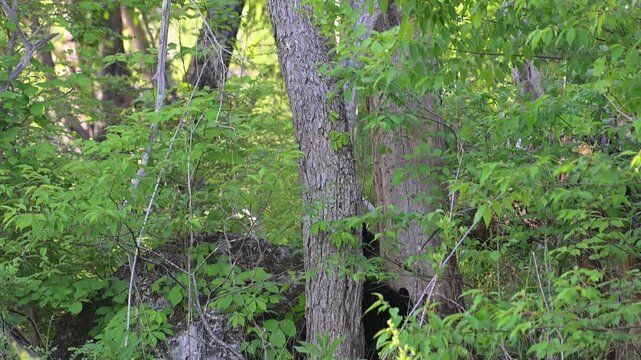 Black Bear Cub in Tree