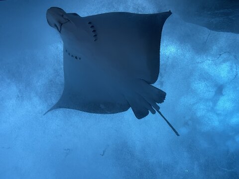 Majestic stingray swimming gracefully in deep blue ocean water, viewed from below in a serene marine environment